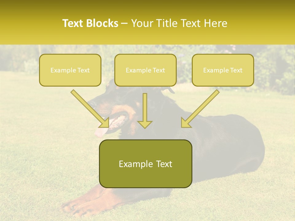 A Black And Brown Dog Laying On Top Of A Lush Green Field PowerPoint Template