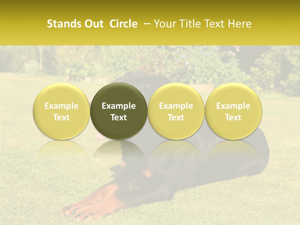 A Black And Brown Dog Laying On Top Of A Lush Green Field PowerPoint Template