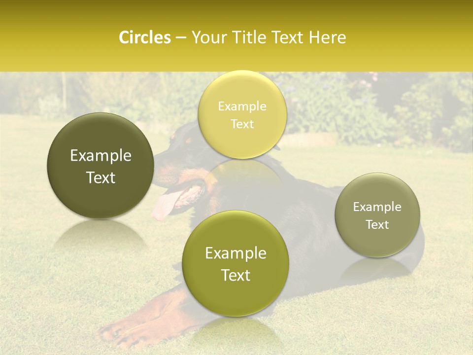 A Black And Brown Dog Laying On Top Of A Lush Green Field PowerPoint Template