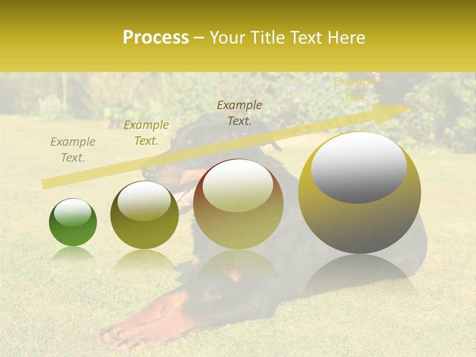 A Black And Brown Dog Laying On Top Of A Lush Green Field PowerPoint Template