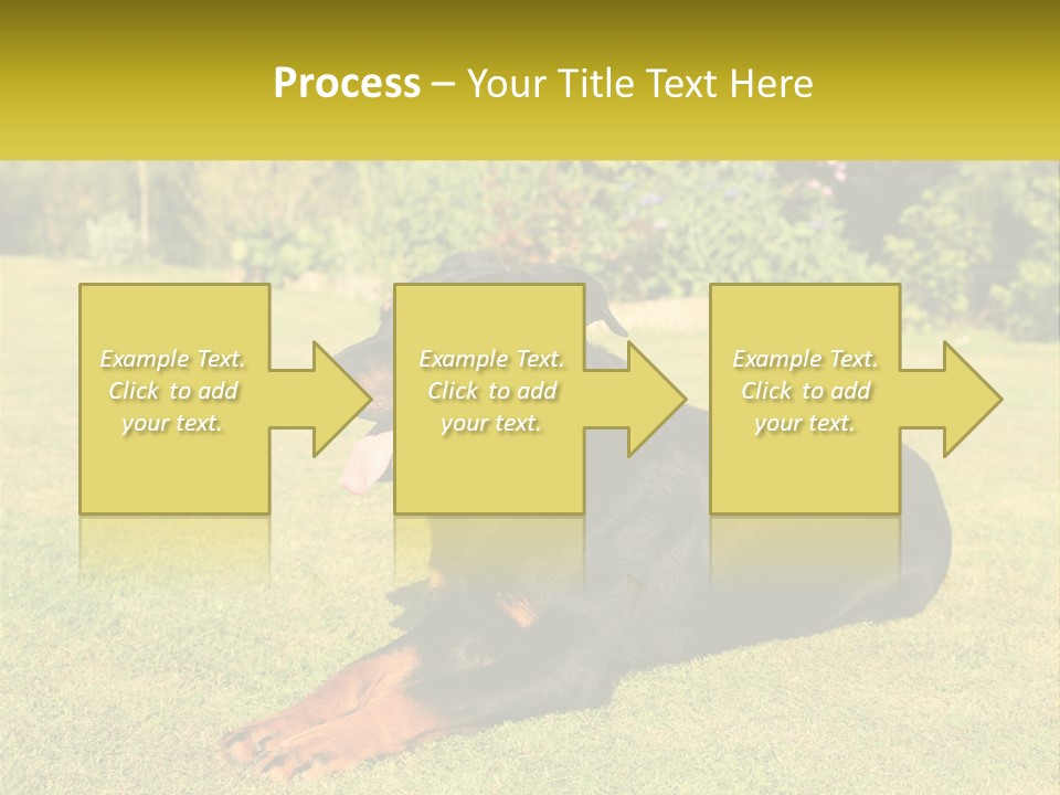 A Black And Brown Dog Laying On Top Of A Lush Green Field PowerPoint Template