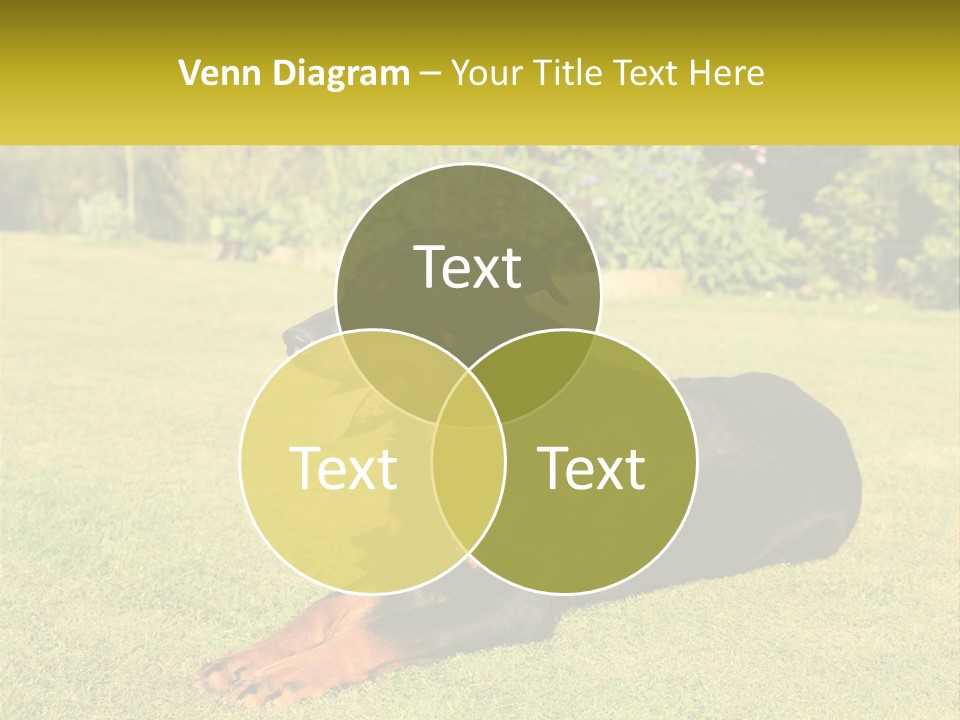 A Black And Brown Dog Laying On Top Of A Lush Green Field PowerPoint Template