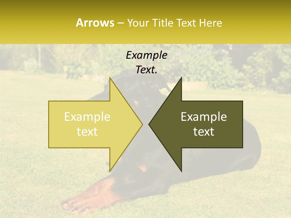 A Black And Brown Dog Laying On Top Of A Lush Green Field PowerPoint Template