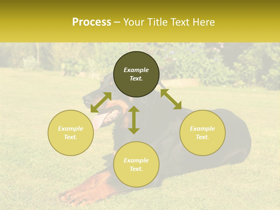 A Black And Brown Dog Laying On Top Of A Lush Green Field PowerPoint Template