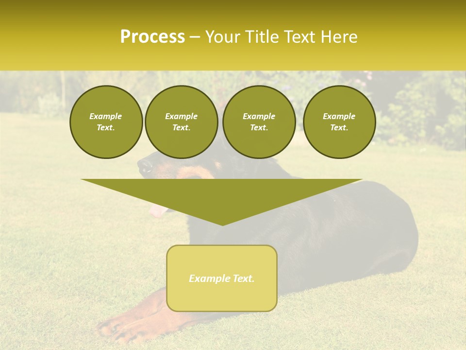 A Black And Brown Dog Laying On Top Of A Lush Green Field PowerPoint Template