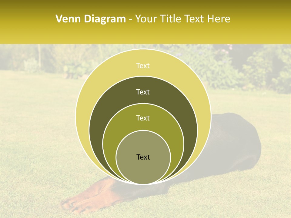 A Black And Brown Dog Laying On Top Of A Lush Green Field PowerPoint Template
