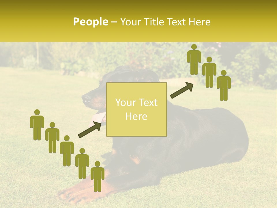 A Black And Brown Dog Laying On Top Of A Lush Green Field PowerPoint Template
