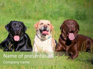 Three Dogs Laying In The Grass With Their Tongues Out PowerPoint Template