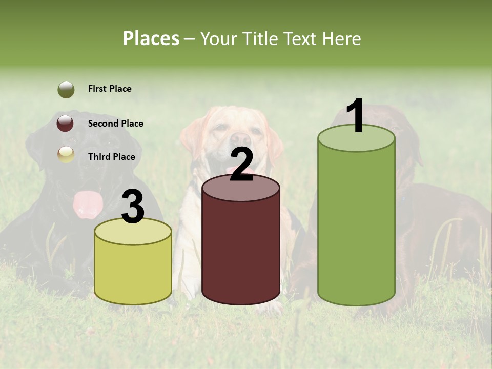 Three Dogs Laying In The Grass With Their Tongues Out PowerPoint Template
