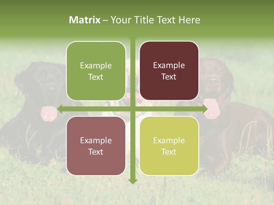 Three Dogs Laying In The Grass With Their Tongues Out PowerPoint Template