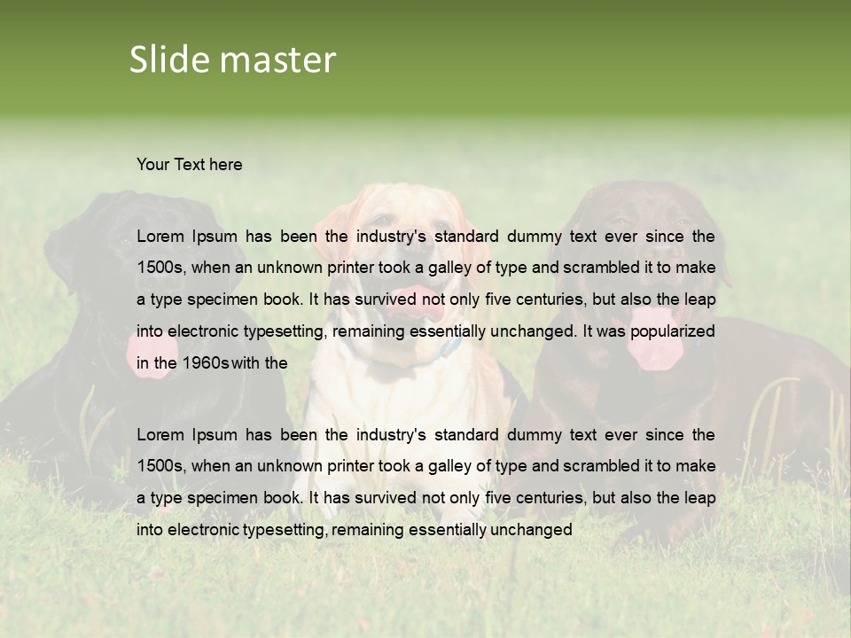 Three Dogs Laying In The Grass With Their Tongues Out PowerPoint Template