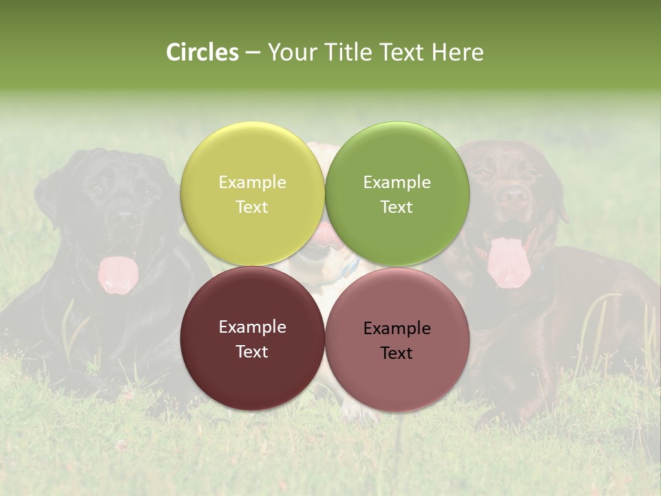Three Dogs Laying In The Grass With Their Tongues Out PowerPoint Template