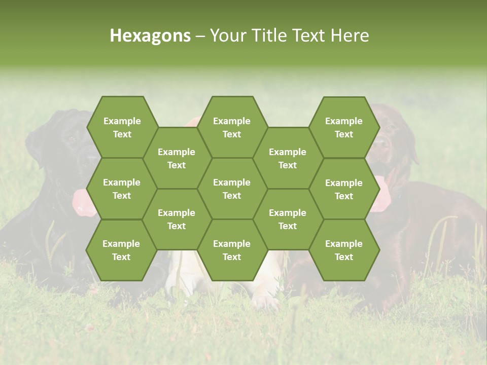 Three Dogs Laying In The Grass With Their Tongues Out PowerPoint Template