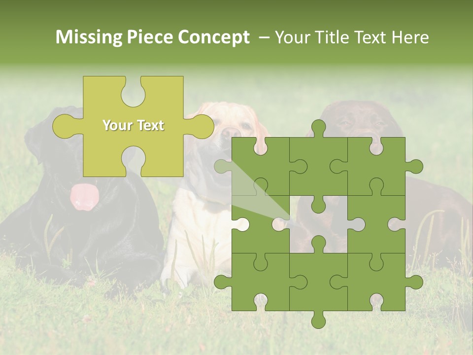 Three Dogs Laying In The Grass With Their Tongues Out PowerPoint Template