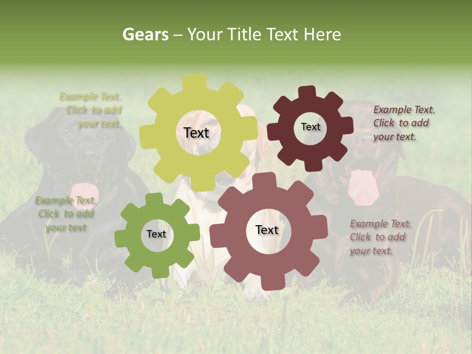 Three Dogs Laying In The Grass With Their Tongues Out PowerPoint Template