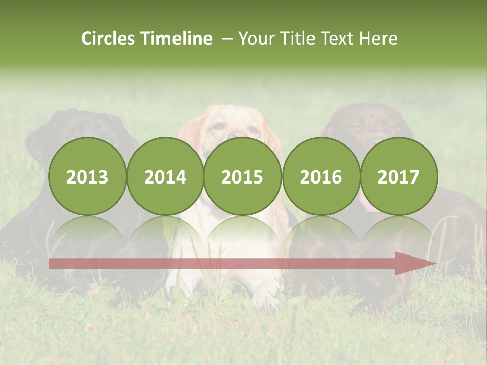 Three Dogs Laying In The Grass With Their Tongues Out PowerPoint Template