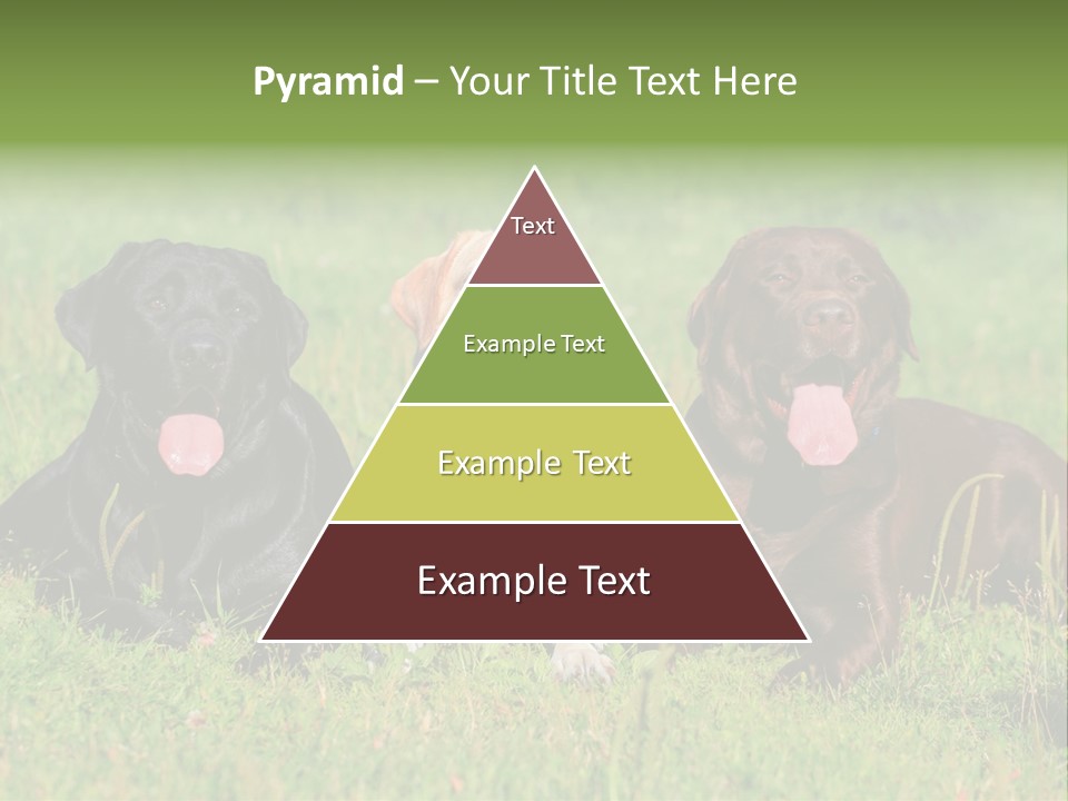 Three Dogs Laying In The Grass With Their Tongues Out PowerPoint Template