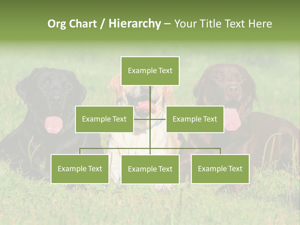 Three Dogs Laying In The Grass With Their Tongues Out PowerPoint Template