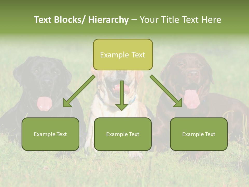 Three Dogs Laying In The Grass With Their Tongues Out PowerPoint Template