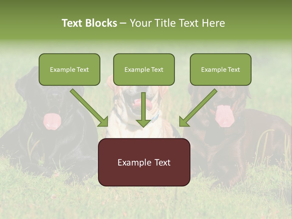Three Dogs Laying In The Grass With Their Tongues Out PowerPoint Template