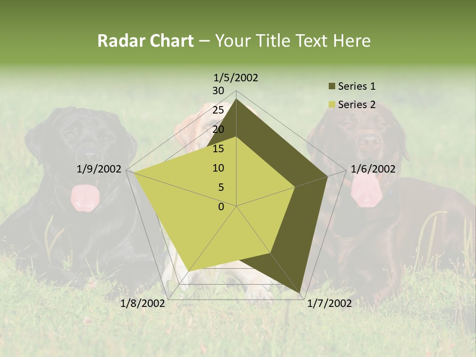 Three Dogs Laying In The Grass With Their Tongues Out PowerPoint Template