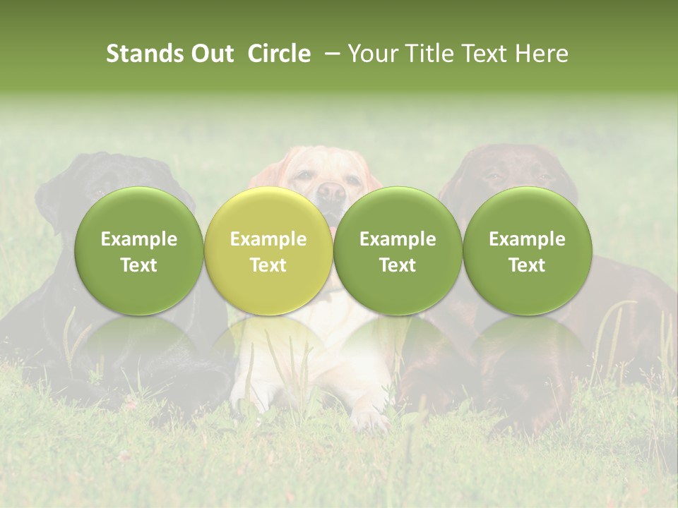 Three Dogs Laying In The Grass With Their Tongues Out PowerPoint Template