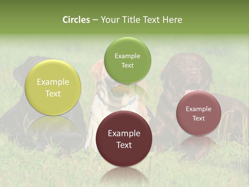 Three Dogs Laying In The Grass With Their Tongues Out PowerPoint Template