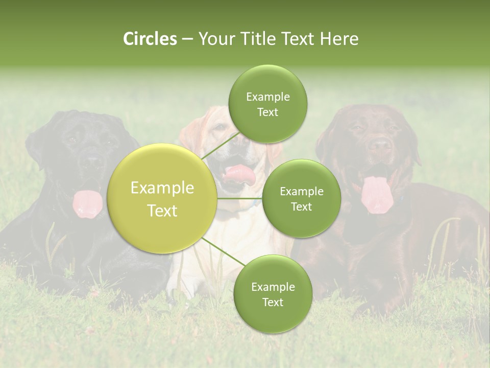 Three Dogs Laying In The Grass With Their Tongues Out PowerPoint Template