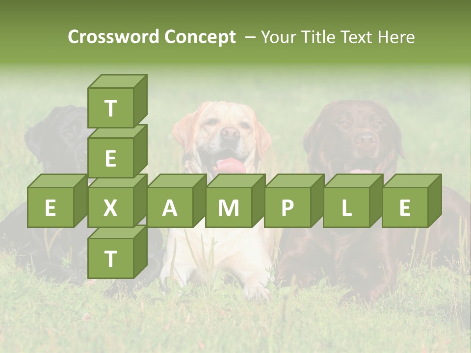 Three Dogs Laying In The Grass With Their Tongues Out PowerPoint Template