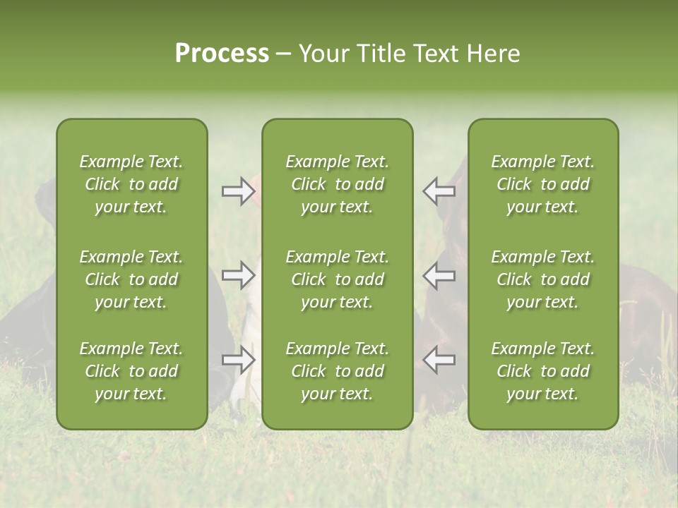 Three Dogs Laying In The Grass With Their Tongues Out PowerPoint Template
