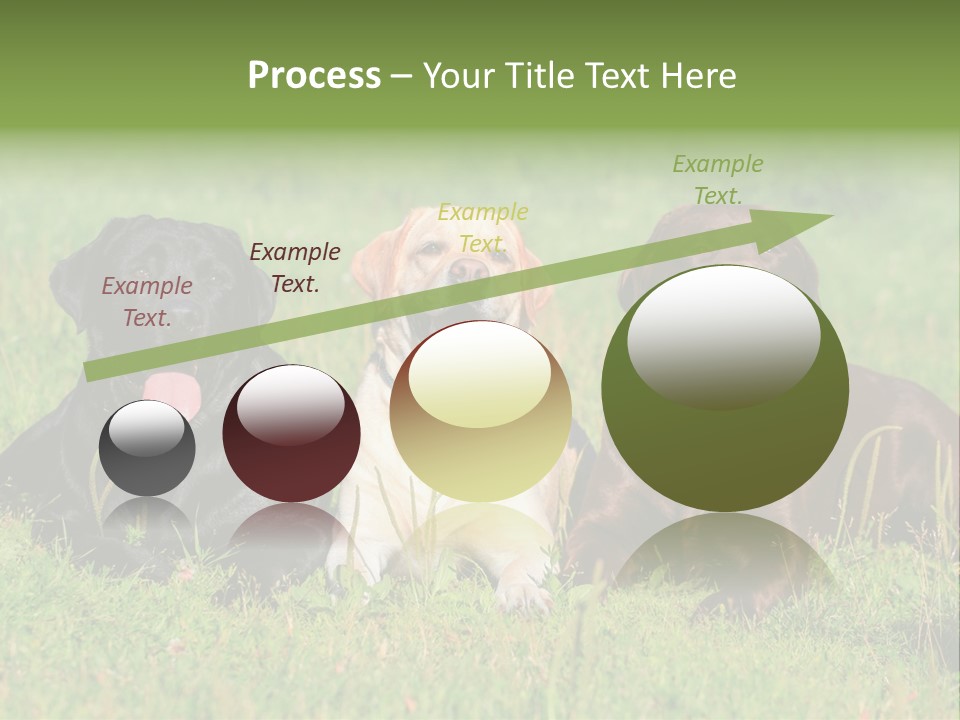 Three Dogs Laying In The Grass With Their Tongues Out PowerPoint Template