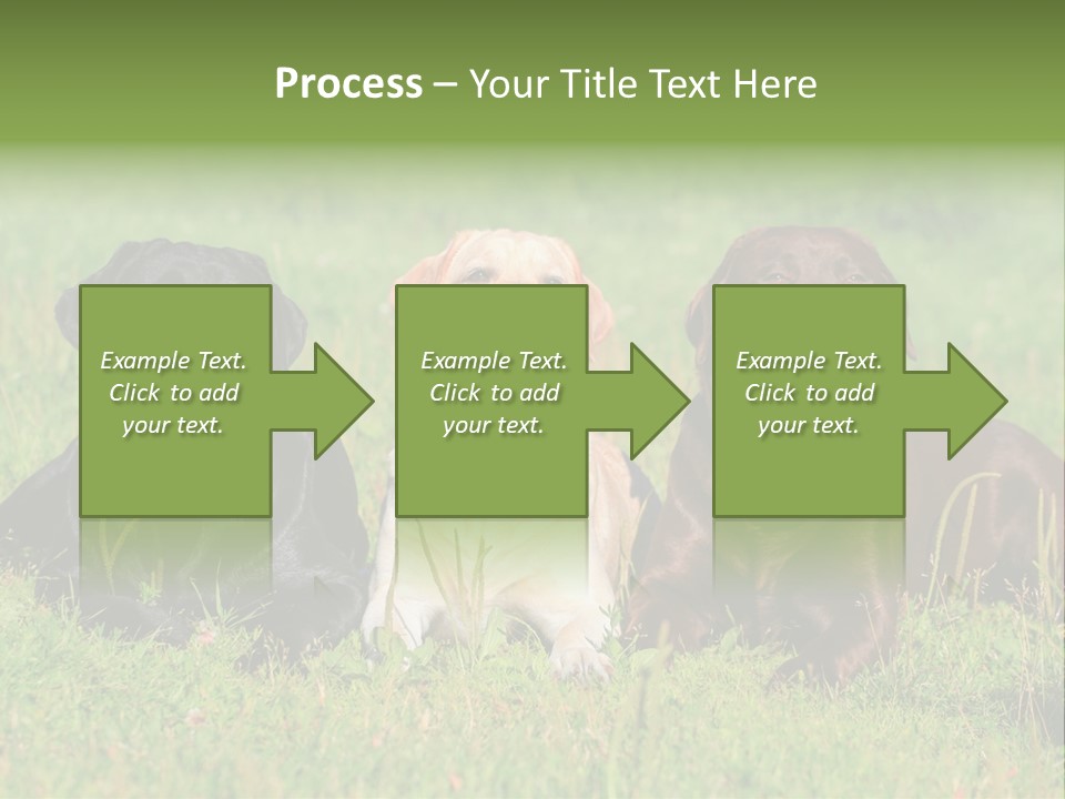 Three Dogs Laying In The Grass With Their Tongues Out PowerPoint Template