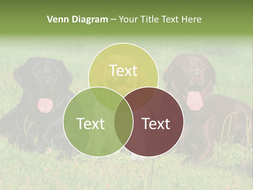 Three Dogs Laying In The Grass With Their Tongues Out PowerPoint Template