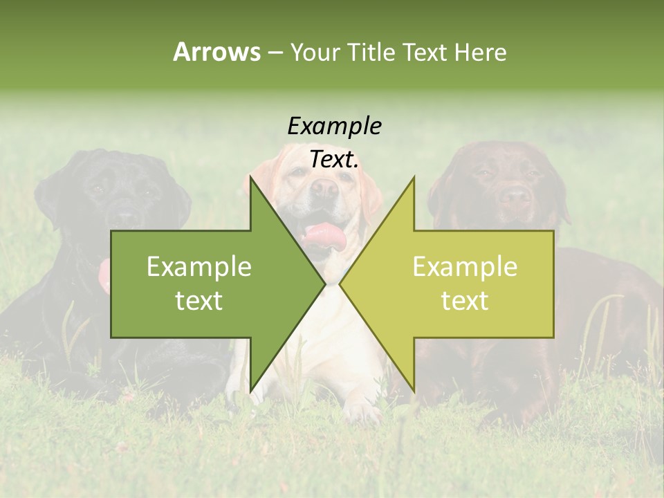 Three Dogs Laying In The Grass With Their Tongues Out PowerPoint Template