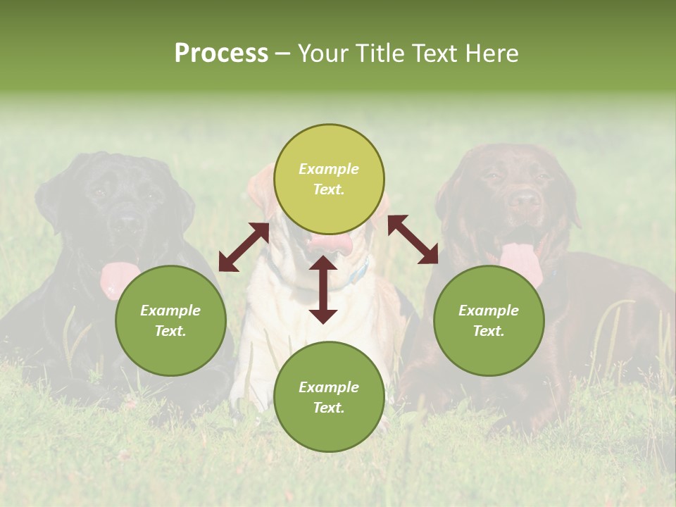 Three Dogs Laying In The Grass With Their Tongues Out PowerPoint Template