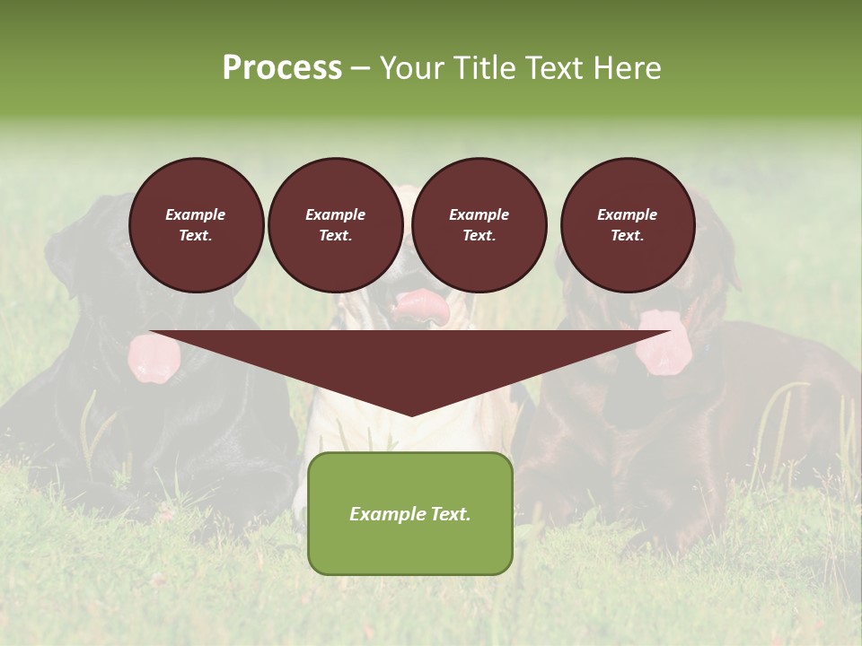 Three Dogs Laying In The Grass With Their Tongues Out PowerPoint Template