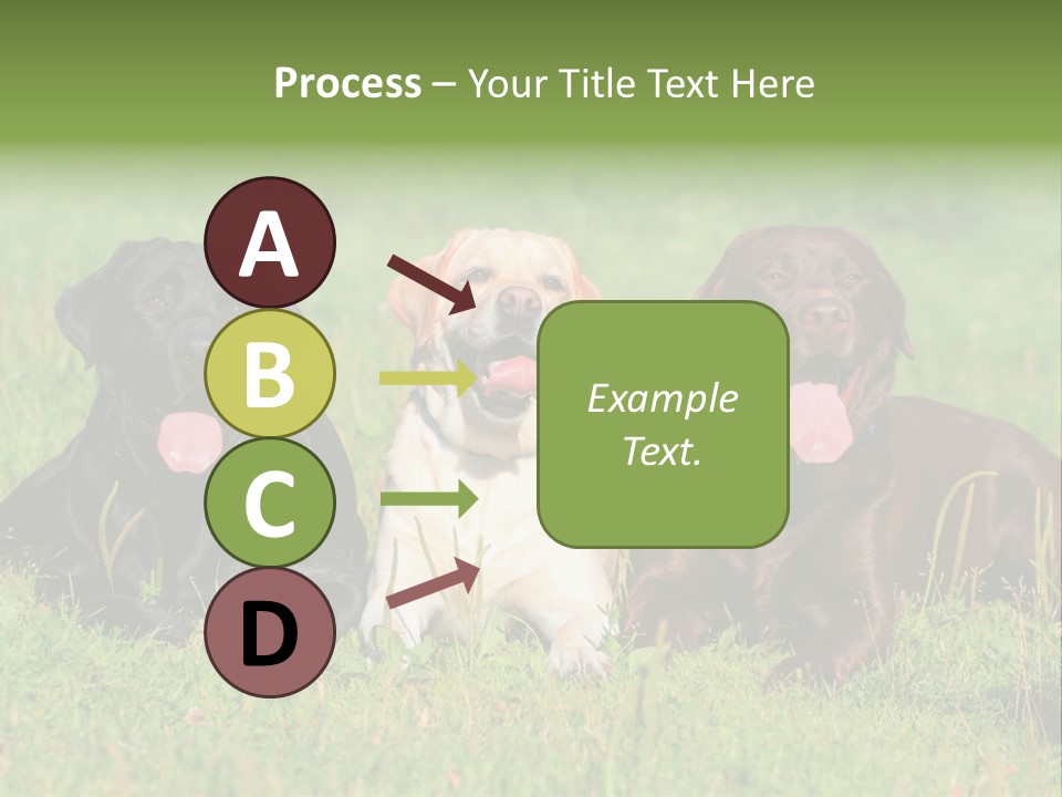 Three Dogs Laying In The Grass With Their Tongues Out PowerPoint Template