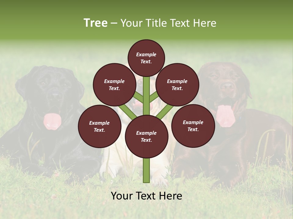 Three Dogs Laying In The Grass With Their Tongues Out PowerPoint Template