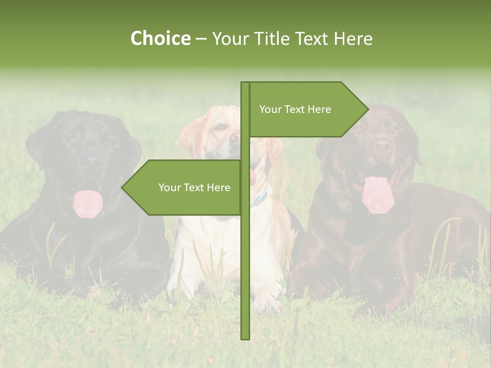 Three Dogs Laying In The Grass With Their Tongues Out PowerPoint Template