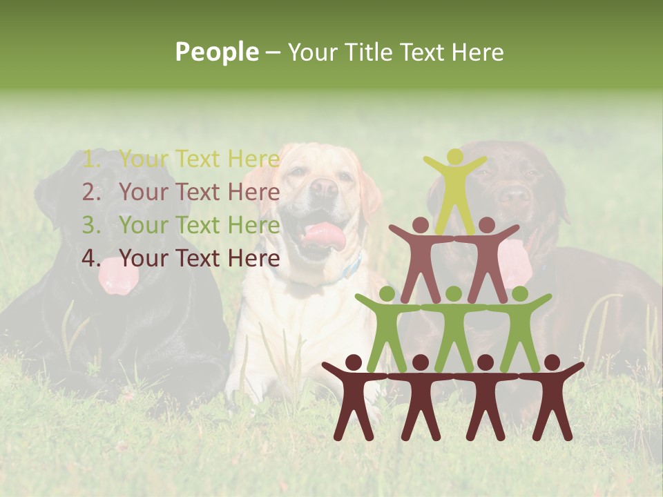 Three Dogs Laying In The Grass With Their Tongues Out PowerPoint Template