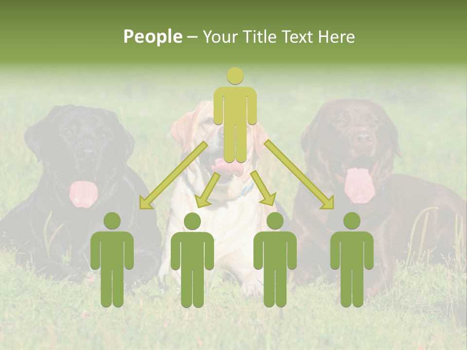 Three Dogs Laying In The Grass With Their Tongues Out PowerPoint Template