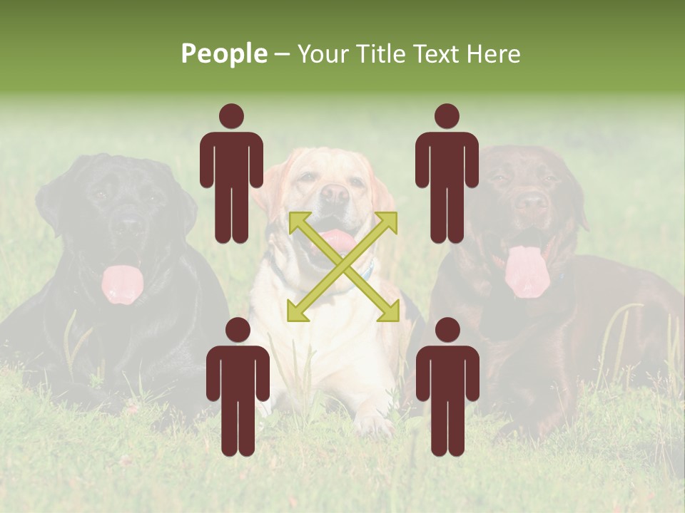 Three Dogs Laying In The Grass With Their Tongues Out PowerPoint Template