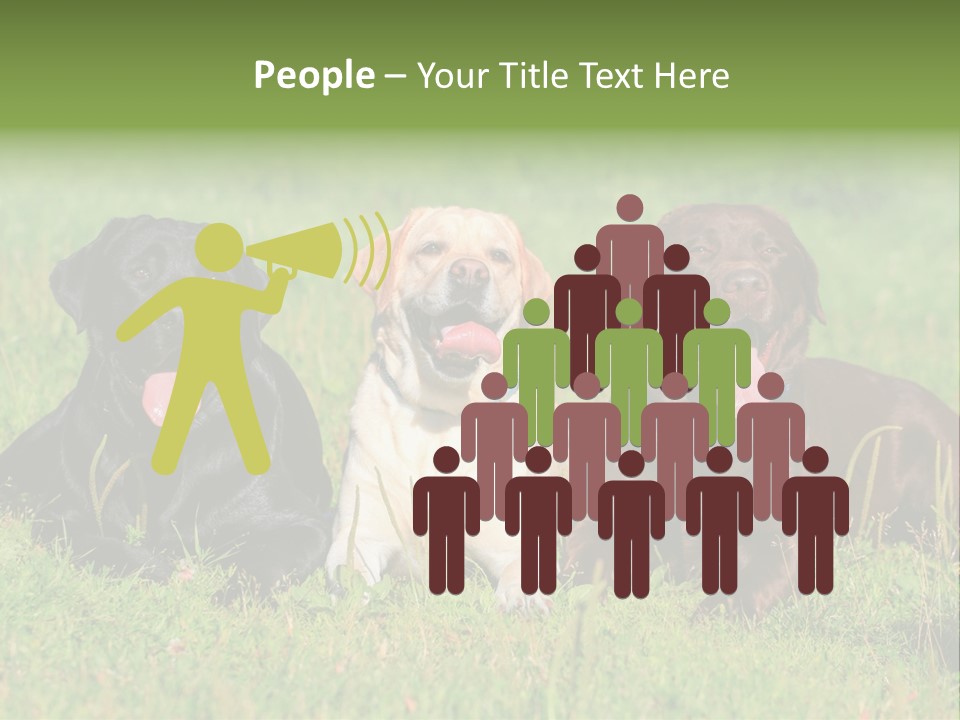 Three Dogs Laying In The Grass With Their Tongues Out PowerPoint Template