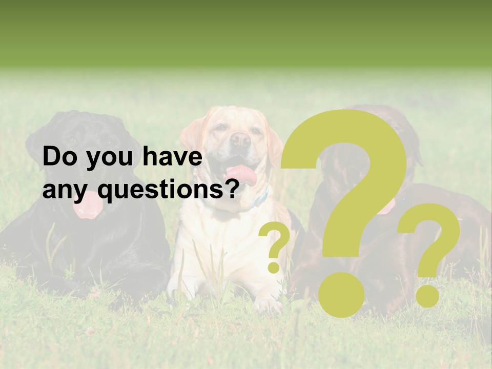 Three Dogs Laying In The Grass With Their Tongues Out PowerPoint Template