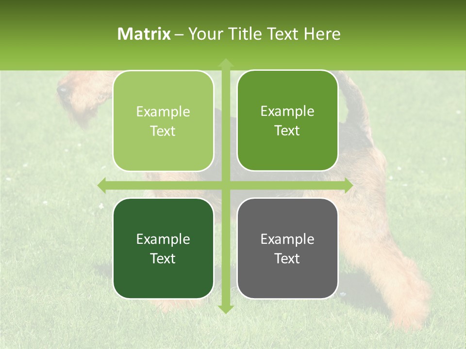 A Black And Brown Dog Standing On Top Of A Green Field PowerPoint Template