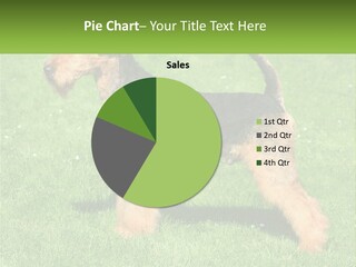 A Black And Brown Dog Standing On Top Of A Green Field PowerPoint Template