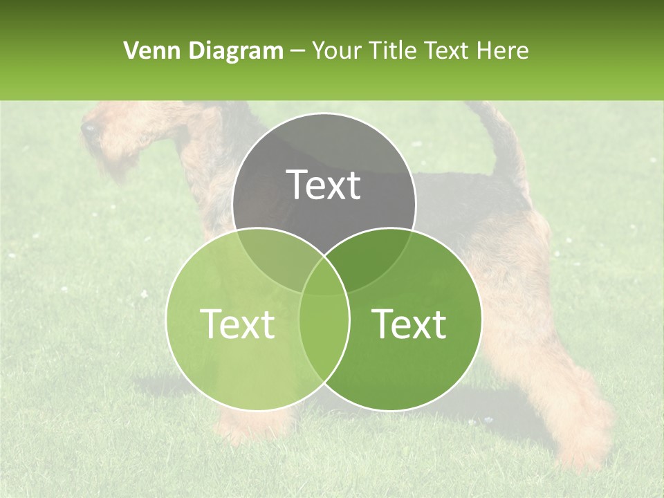 A Black And Brown Dog Standing On Top Of A Green Field PowerPoint Template