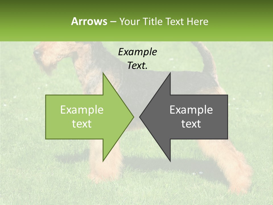 A Black And Brown Dog Standing On Top Of A Green Field PowerPoint Template