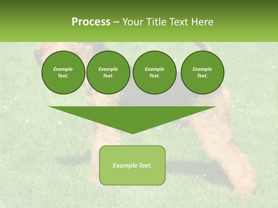 A Black And Brown Dog Standing On Top Of A Green Field PowerPoint Template