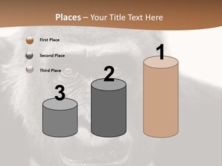 A Gorilla Wearing A Suit And Tie With A Brown Background PowerPoint Template